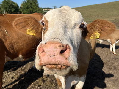 Bild 4 aus  Ferienhof Theede- Urlaub in Ostseenähe