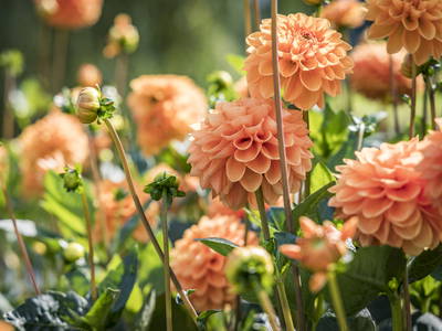 Bild 31 aus  Urlaub am Regen - Biobauernhof Dirnberger