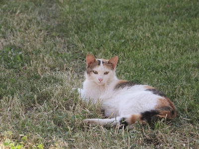 Bild 160 aus  Allgäu Bergferienhof