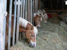Bild 123 aus  Allgäu Bergferienhof