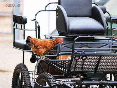 Bild 26 aus  Fenwick Farm