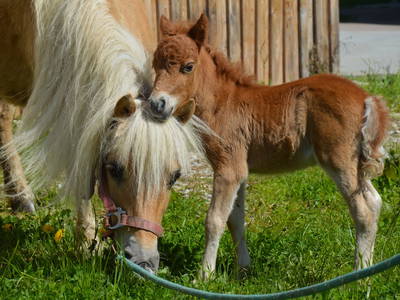 Bild 44 aus  Weidererhof