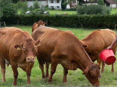 Bild 12 aus  Schlegelhansenhof