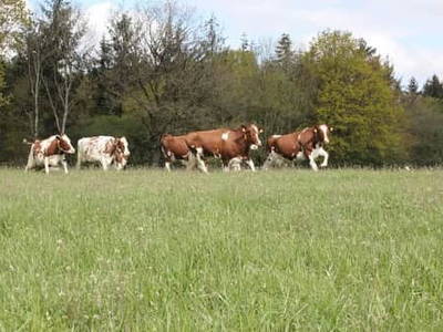 Bild 18 aus  Campinghof Dreisprung