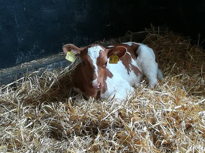 Bild 18 aus  Ferienhof Wichmann