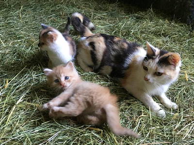 Bild 18 aus  Bauniglerhof