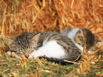 Bild 45 aus  Paulas Bauernhof im Bayerischen Wald