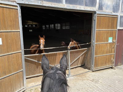 Bild 36 aus  Reitschule Fuchsenhof FN