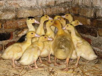 Bild 20 aus  Hof Grüneberg