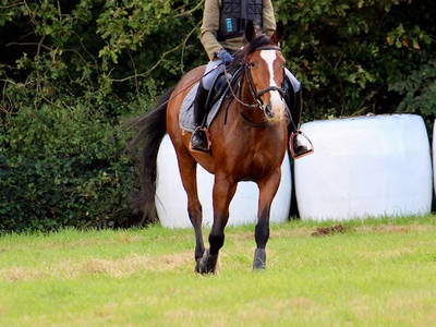 Bild 33 aus  Soodehof  Eins - Ihr Kinder-Erlebnisbauernhof in Nordhessen