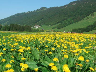 Bild 22 aus  Alpenrösle Ferienwohnungen