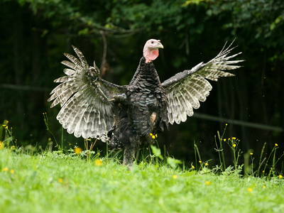 Bild 7 aus  Bucherhof