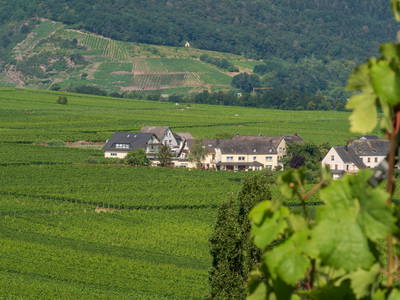 Bild 21 aus  Weingut Winnebeck inmitten der Weinberge