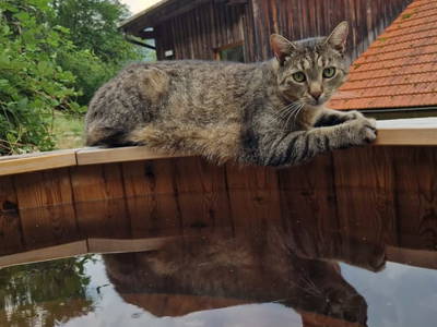 Bild 36 aus  Gsangerer