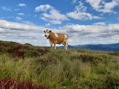 Bild 20 aus  Möschbauer
