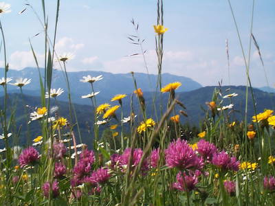 Bild 18 aus  Bauernhof Kronsteiner (Zocherl)