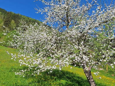 Bild 26 aus  Voithof