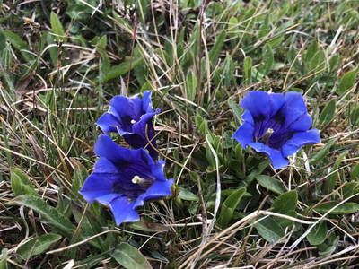 Bild 81 aus  Grossa Hütten