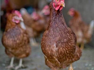 Bild 35 aus  Ferienbauernhof mit Herz - Ortnergut