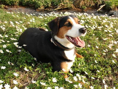 Bild 11 aus  Kempfenhof