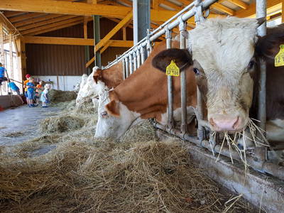 Bild 38 aus  Wastelbauerhof in Bernau am Chiemsee