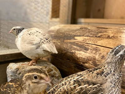 Bild 37 aus  Heideggerhof