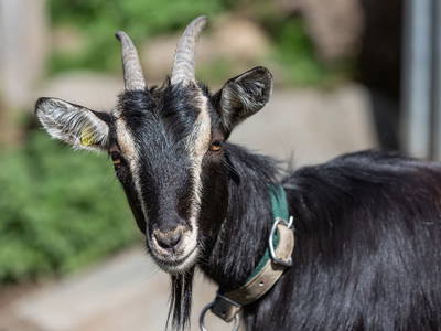 Bild 78 aus  Elsenhof