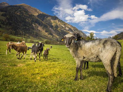 Bild 42 aus  Lacknerhütte