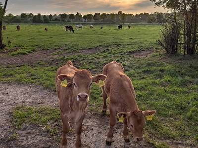 Bild 9 aus  Ferienwohnungen Schulze Althoff
