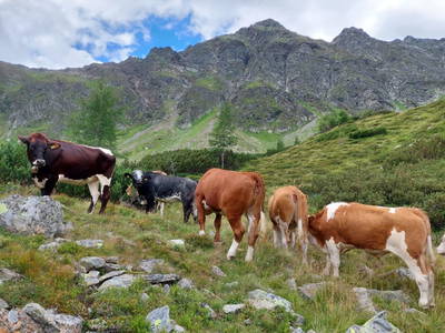 Bild 19 aus  Prechtlerhütte