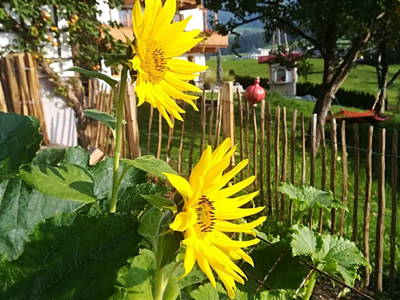 Bild 2 aus  Ferienbauernhof Stallhäusl