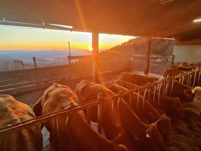 Bild 128 aus  Seewaldhof