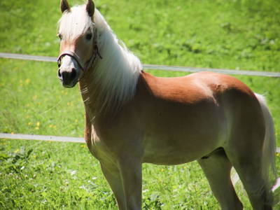 Bild 24 aus  Haus Bergquell mit Pferdestall