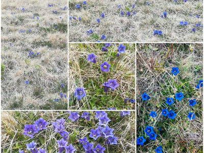 Bild 21 aus  Pobihütte