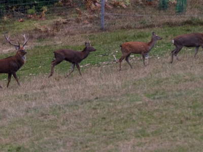 Bild 30 aus  Fuchs und Hase