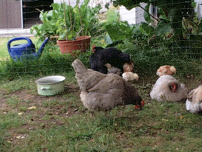 Bild 14 aus  Ferienhaus Böhm am Bärentrail