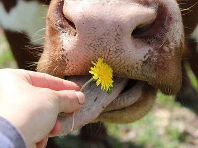 Bild 37 aus  Meissnitzerhof