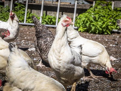 Bild 19 aus  Viehhofgut