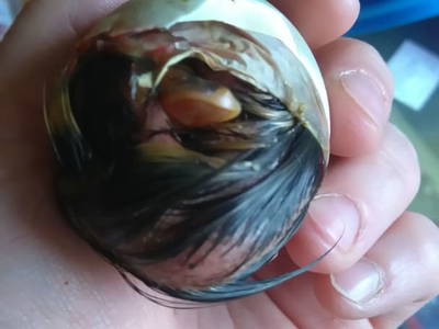 Bild 16 aus  Troadkasten Hollnhof & Bergblick Hollnhof