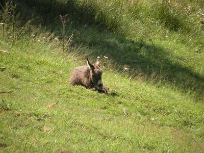Bild 39 aus  Alpenhof Grafleiten