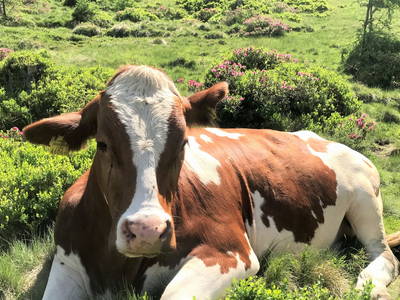 Bild 61 aus  Hinteregger