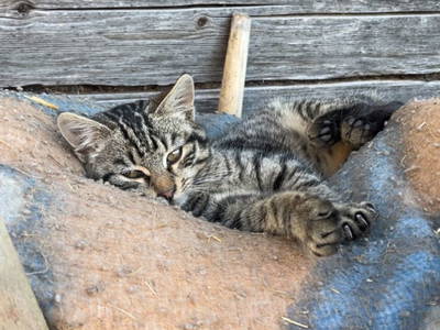 Bild 27 aus  Peterlehen