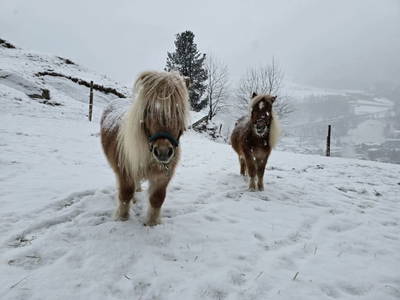 Bild 50 aus  Granbichlhof