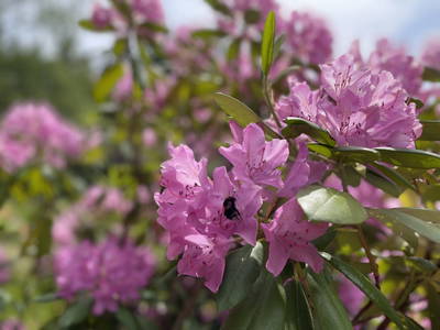 Bild 26 aus  Ferienwohnung Rüttwaldhof