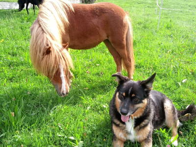 Bild 13 aus  Riedhof-Zuahaus