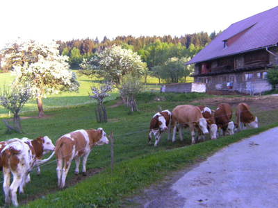 Bild 62 aus  Schoberwallner