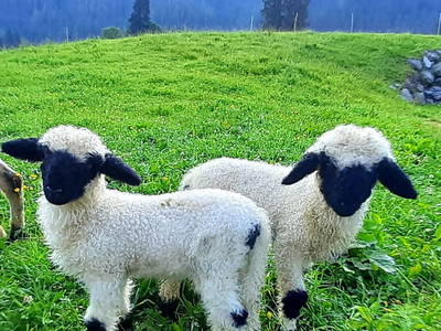 Bild 80 aus  Marchlhof