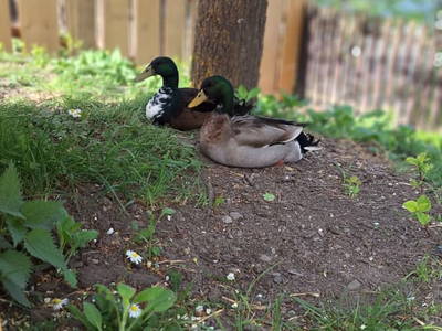 Bild 166 aus  Landhaus Zangerl - Kobelerhof