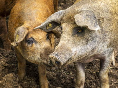 Bild 52 aus  Schwaigerlehen - Berngarten