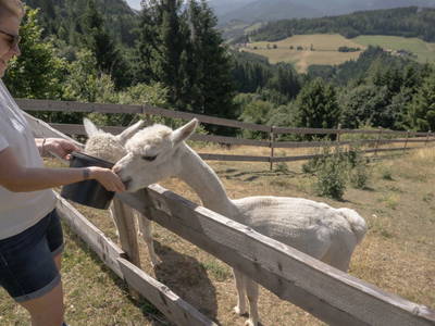 Bild 26 aus  Nussbolterhube